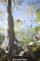 the view from the underwater. No flash, unedited by Krasno Alina 